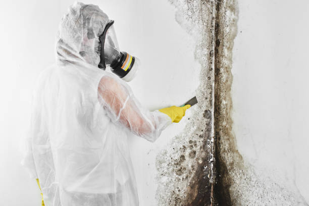 Best Commercial Mold Removal  in Weedpatch, CA