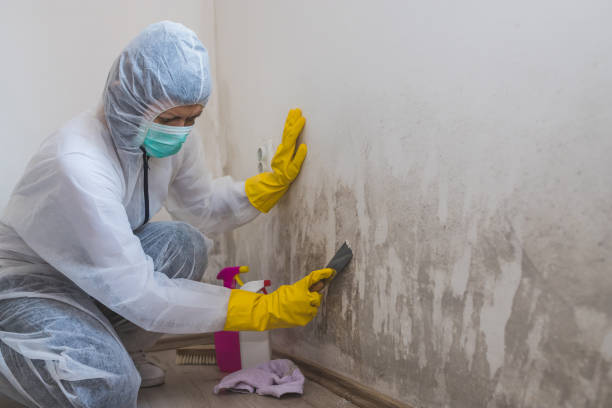 Best Black Mold Removal  in Weedpatch, CA