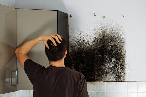 Office Mold Removal Services in Weedpatch, CA
