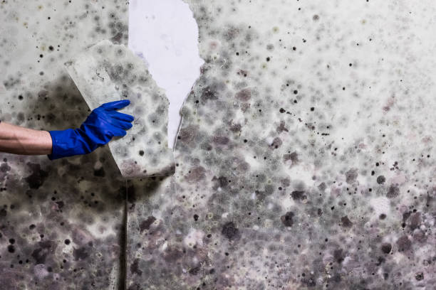 Best Local Mold Removal Service  in Weedpatch, CA