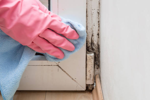 Best Emergency Mold Removal  in Weedpatch, CA