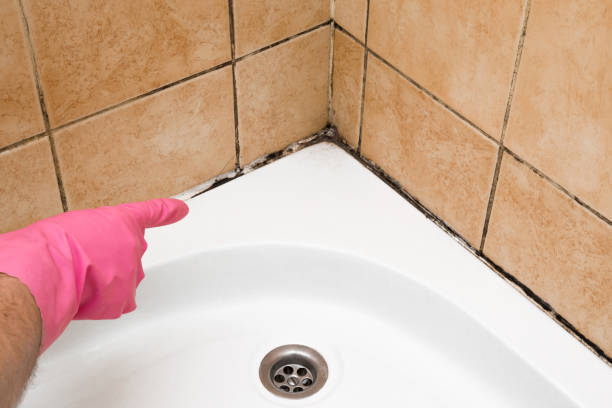 Best Attic Mold Removal  in Weedpatch, CA